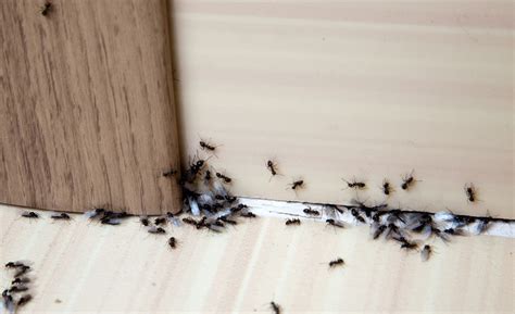 今日八字 家中出現大量螞蟻